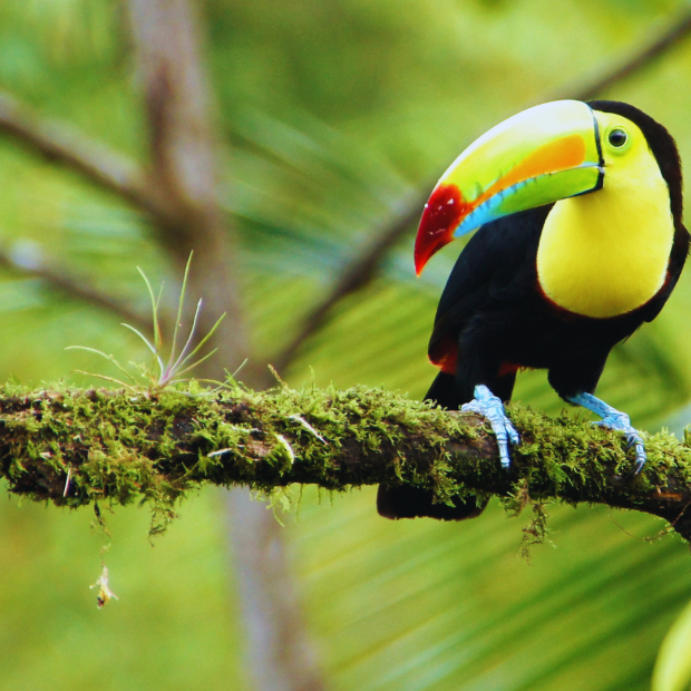 Costa Rica